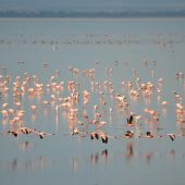  Lake Manyara, TZ